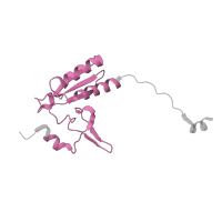 The deposited structure of PDB entry 7old contains 1 copy of Pfam domain PF01778 (Ribosomal L28e protein family) in Ribosomal L28e/Mak16 domain-containing protein. Showing 1 copy in chain YA [auth Lq].