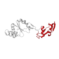 The deposited structure of PDB entry 7old contains 1 copy of Pfam domain PF17777 (Insertion domain in 60S ribosomal protein L10P) in 60S acidic ribosomal protein P0. Showing 1 copy in chain AB [auth Ls].