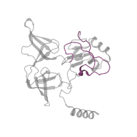 The deposited structure of PDB entry 7old contains 1 copy of Pfam domain PF08071 (RS4NT (NUC023) domain) in 40S ribosomal protein S4. Showing 1 copy in chain FB [auth SE].
