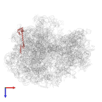 50S ribosomal protein L20 in PDB entry 7ot5, assembly 1, top view.