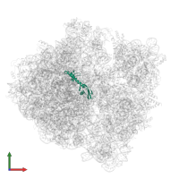 Large ribosomal subunit protein bL9 in PDB entry 7ot5, assembly 1, front view.