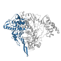 The deposited structure of PDB entry 7ozv contains 1 copy of Pfam domain PF06478 (Coronavirus RNA-dependent RNA polymerase, N-terminal) in RNA-directed RNA polymerase nsp12. Showing 1 copy in chain A.