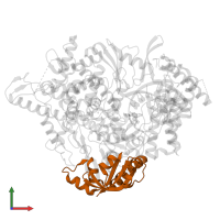 Non-structural protein 8 in PDB entry 7ozv, assembly 1, front view.