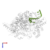 Template RNA in PDB entry 7ozv, assembly 1, top view.