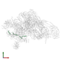 Small ribosomal subunit protein mS33 in PDB entry 7p2e, assembly 1, front view.