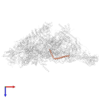 Small ribosomal subunit protein mS38 in PDB entry 7p2e, assembly 1, top view.