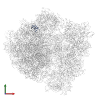 Large ribosomal subunit protein bL27 in PDB entry 7p7s, assembly 1, front view.