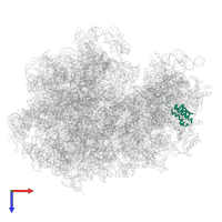 Small ribosomal subunit protein uS9 in PDB entry 7p7s, assembly 1, top view.