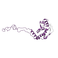 The deposited structure of PDB entry 7p7t contains 1 copy of Pfam domain PF00573 (Ribosomal protein L4/L1 family) in Large ribosomal subunit protein uL4. Showing 1 copy in chain Q [auth I].