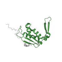 The deposited structure of PDB entry 7p7t contains 1 copy of Pfam domain PF00572 (Ribosomal protein L13) in Large ribosomal subunit protein uL13. Showing 1 copy in chain T [auth M].