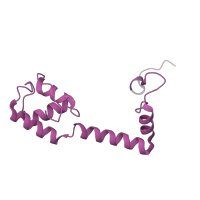 The deposited structure of PDB entry 7p7t contains 1 copy of Pfam domain PF00416 (Ribosomal protein S13/S18) in Small ribosomal subunit protein uS13. Showing 1 copy in chain UA [auth n].