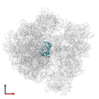 Large ribosomal subunit protein uL2 in PDB entry 7p7t, assembly 1, front view.