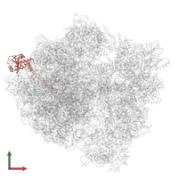 Large ribosomal subunit protein uL4 in PDB entry 7p7t, assembly 1, front view.