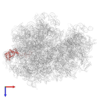 Large ribosomal subunit protein uL4 in PDB entry 7p7t, assembly 1, top view.