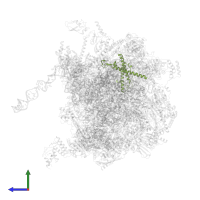 Large ribosomal subunit protein uL29m in PDB entry 7pd3, assembly 1, side view.
