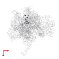 Large ribosomal subunit protein mL51 in PDB entry 7pd3, assembly 1, top view.