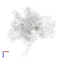 Large ribosomal subunit protein bL36m in PDB entry 7pd3, assembly 1, top view.