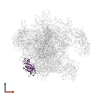 Large ribosomal subunit protein mL39 in PDB entry 7pd3, assembly 1, front view.