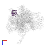 Large ribosomal subunit protein mL39 in PDB entry 7pd3, assembly 1, top view.