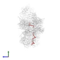 Leading strand DNA in PDB entry 7pfo, assembly 1, side view.