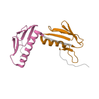 The deposited structure of PDB entry 7ph9 contains 2 copies of Pfam domain PF00347 (Ribosomal protein L6) in Large ribosomal subunit protein uL6. Showing 2 copies in chain BA [auth e].