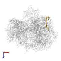 Large ribosomal subunit protein bL20 in PDB entry 7ph9, assembly 1, top view.