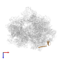 Large ribosomal subunit protein uL29 in PDB entry 7pi9, assembly 1, top view.