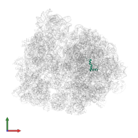 Large ribosomal subunit protein bL34 in PDB entry 7pic, assembly 1, front view.