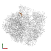 Large ribosomal subunit protein bL33 in PDB entry 7pjs, assembly 1, front view.