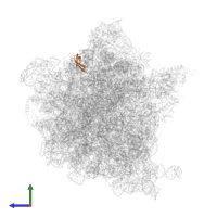 Large ribosomal subunit protein bL33 in PDB entry 7pjs, assembly 1, side view.