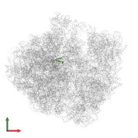 Large ribosomal subunit protein bL36A in PDB entry 7pjs, assembly 1, front view.