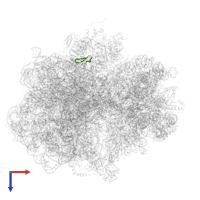 Large ribosomal subunit protein bL36A in PDB entry 7pjs, assembly 1, top view.