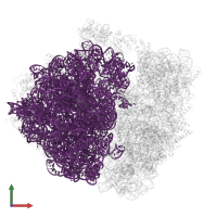 23S ribosomal RNA in PDB entry 7pjs, assembly 1, front view.