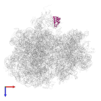 Large ribosomal subunit protein uL11 in PDB entry 7pjt, assembly 1, top view.