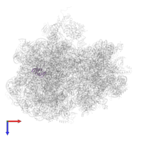 50S ribosomal protein L17 in PDB entry 7pju, assembly 1, top view.