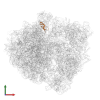 Large ribosomal subunit protein bL33 in PDB entry 7pju, assembly 1, front view.