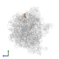 Large ribosomal subunit protein bL33 in PDB entry 7pju, assembly 1, side view.