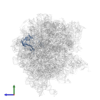 Large ribosomal subunit protein uL2 in PDB entry 7pjx, assembly 1, side view.