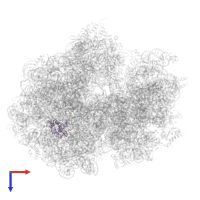 Large ribosomal subunit protein bL17 in PDB entry 7pjx, assembly 1, top view.