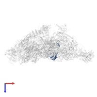 Small ribosomal subunit protein uS12m in PDB entry 7pnw, assembly 1, top view.