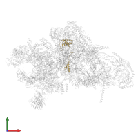 Small ribosomal subunit protein mS23 in PDB entry 7pnw, assembly 1, front view.