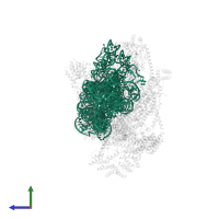 12S mitochondrial rRNA in PDB entry 7pnx, assembly 1, side view.