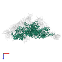 12S mitochondrial rRNA in PDB entry 7pnx, assembly 1, top view.