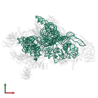 12S mitochondrial rRNA in PDB entry 7pny, assembly 1, front view.
