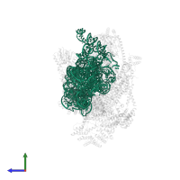 12S mitochondrial rRNA in PDB entry 7pny, assembly 1, side view.