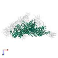 12S mitochondrial rRNA in PDB entry 7pny, assembly 1, top view.