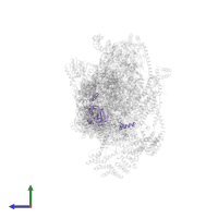 Small ribosomal subunit protein mS34 in PDB entry 7pny, assembly 1, side view.