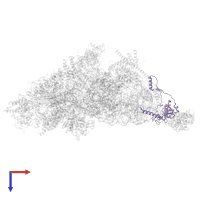 Small ribosomal subunit protein mS34 in PDB entry 7pny, assembly 1, top view.