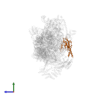 Small ribosomal subunit protein uS2m in PDB entry 7pny, assembly 1, side view.