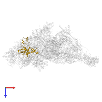 Small ribosomal subunit protein uS7m in PDB entry 7pny, assembly 1, top view.